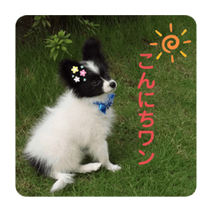 [LINEスタンプ] 白＆黒のパピヨン