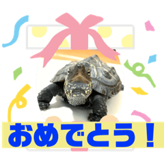 [LINEスタンプ] カメ吉君第2弾
