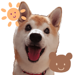 [LINEスタンプ] 柴犬ゆに君 毎日スタンプ