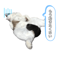 [LINEスタンプ] ますだ家のねこ