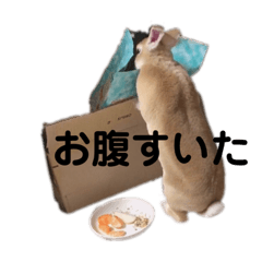 [LINEスタンプ] うさぎと時々フクロウ