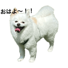 [LINEスタンプ] てったんのまいにち