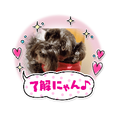 [LINEスタンプ] アンコちゃんと一緒