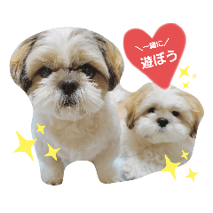 [LINEスタンプ] マサみつの日々（シーズー）
