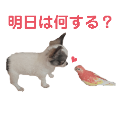 [LINEスタンプ] チワワのコレット