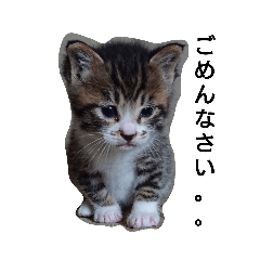 [LINEスタンプ] 我が家の猫たちを見て！