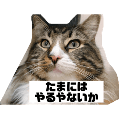 [LINEスタンプ] ノルウェージャン関西弁すたんぷ