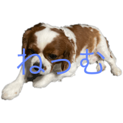 [LINEスタンプ] イッヌ ネッコ 好きのスタンプ