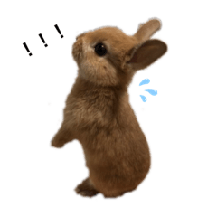 [LINEスタンプ] うさぎnoきなこ