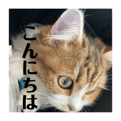 [LINEスタンプ] マンチカンのチャコ第二弾