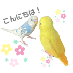 [LINEスタンプ] セキセイインコのハルクインハルさん(日常)