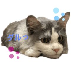 [LINEスタンプ] あおいちゃん(^^)