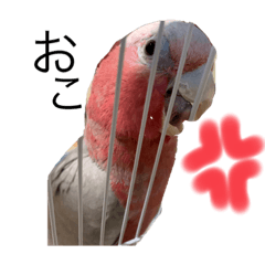 [LINEスタンプ] モモイロインコの日常 2