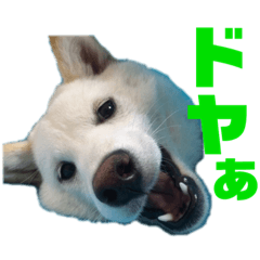 [LINEスタンプ] 茶瑠すたんぷ。2