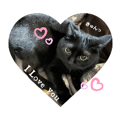 [LINEスタンプ] 黒猫ジジちゃんの毎日