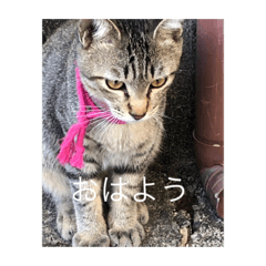 [LINEスタンプ] 近所の猫のスタンプ