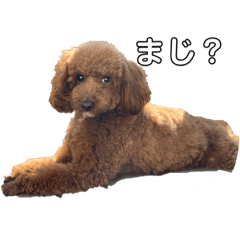 [LINEスタンプ] うちの犬たちの日常