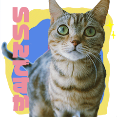 [LINEスタンプ] okinanee 02