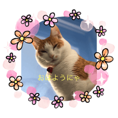 [LINEスタンプ] 癒し猫スタンプリリー