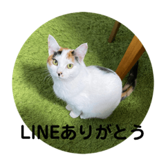 [LINEスタンプ] 気ままな白三毛猫レンレンのスタンプ