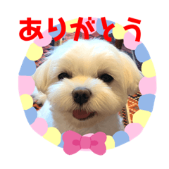[LINEスタンプ] マルチーズのおもち②