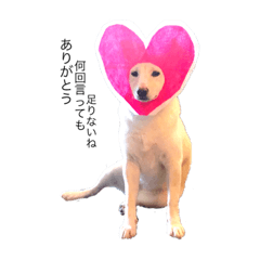 [LINEスタンプ] 柴犬短歌