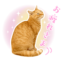 [LINEスタンプ] 猫助けスタンプ「サノスケ挨拶編」