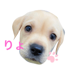 [LINEスタンプ] てらだ動物病院スタンプ1