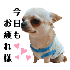 [LINEスタンプ] コチくん
