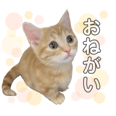 [LINEスタンプ] わたなべ うりくん