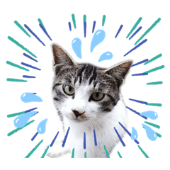 [LINEスタンプ] 猫と動物スタンプ