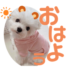 [LINEスタンプ] マルチーズのCOCORO