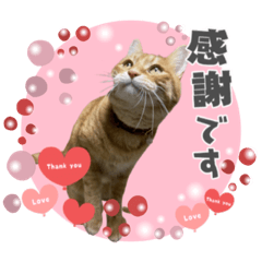 [LINEスタンプ] Ginger Tabby Cat Brothers 14