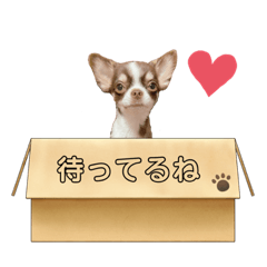 [LINEスタンプ] ちわわのみるくぷりんここあ