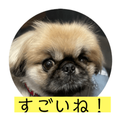 [LINEスタンプ] ペキニーズのアッピーその5