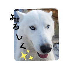 [LINEスタンプ] CrystalHasMaraDogs