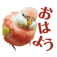 [LINEスタンプ] オカメインコとアキクサインコ