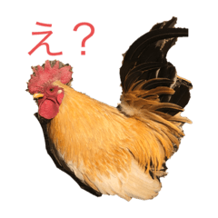 [LINEスタンプ] ニワトリ好きのスタンプ