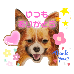 [LINEスタンプ] いぶぅクン_1