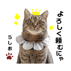 [LINEスタンプ] 多頭飼育崩壊レスキューにゃんずvol.1