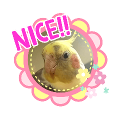 [LINEスタンプ] インコちゃんスタンプ(お仕事用)