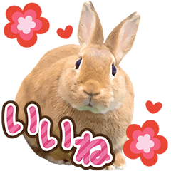 [LINEスタンプ] 可愛いウサギ写真♪毎日使えるBIGスタンプの画像（メイン）