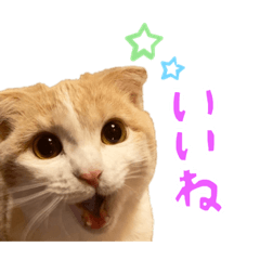 [LINEスタンプ] じろのすたんぷ