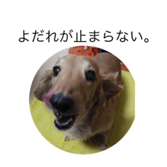 [LINEスタンプ] ダックスフンド（犬）好きのスタンプ