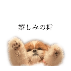 [LINEスタンプ] シーズーぽろんすたんぷ