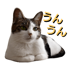[LINEスタンプ] nyan・nyanツンデレ 次世代モデルきらら嬢S