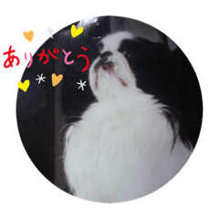 [LINEスタンプ] 狆スタンプ1