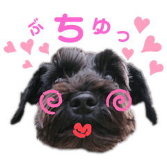 [LINEスタンプ] ソルト＆ペッパーとブラックのシュナウザー