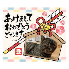 [LINEスタンプ] 猫のキャベツ君のスタンプ