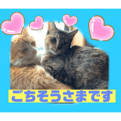 [LINEスタンプ] 猫から挨拶
